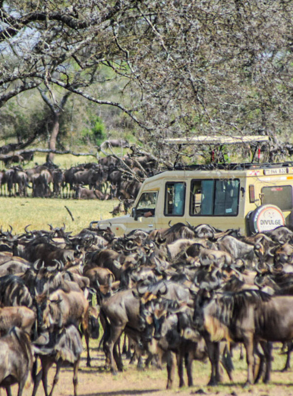 divulge adventures kenya wildebeest migration safari