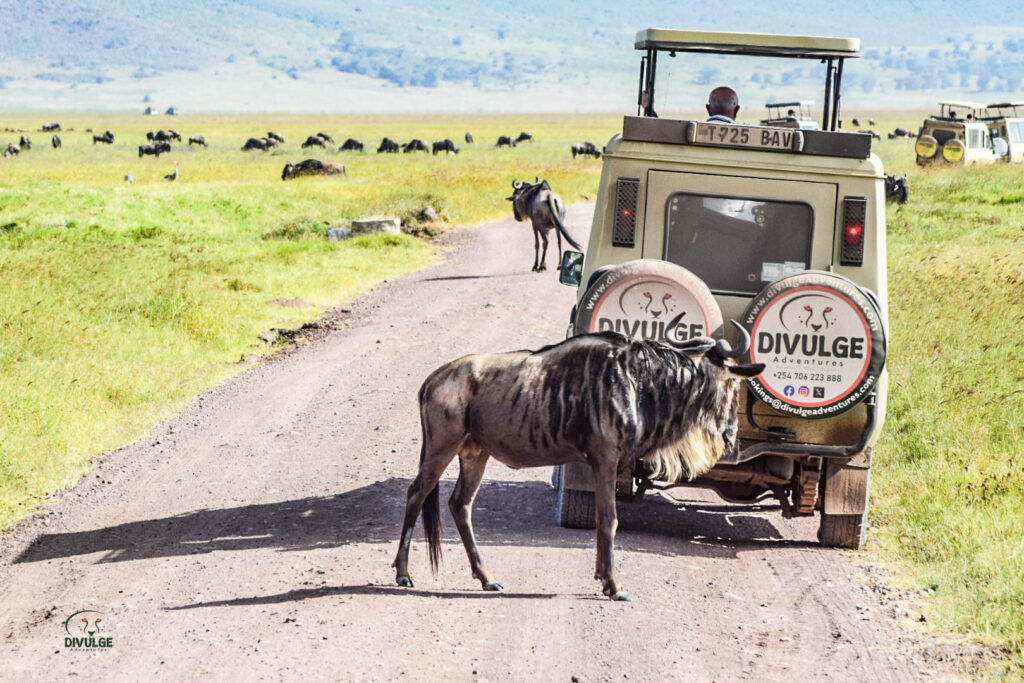 divulge adventures wildebeest migration safari Kenya and Tanzania Safari