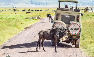 divulge adventures wildebeest migration safari Kenya and Tanzania Safari