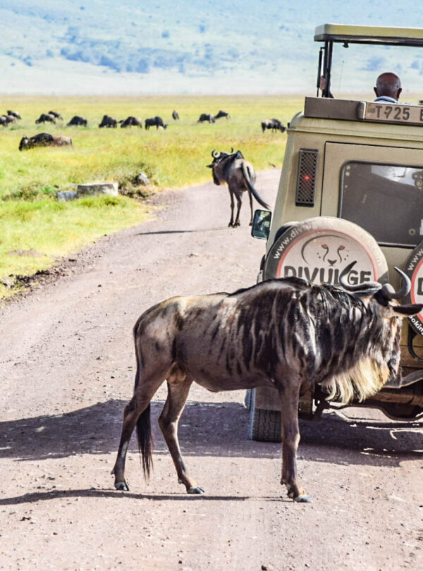 divulge adventures wildebeest migration safari Kenya and Tanzania Safari