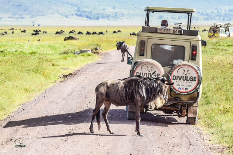 How to Plan a Kenya Safari Itinerary for One Week, With Four Routes Compared