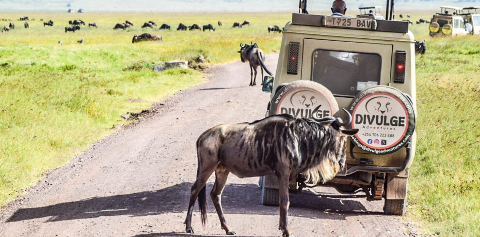 divulge adventures wildebeest migration safari Kenya and Tanzania Safari