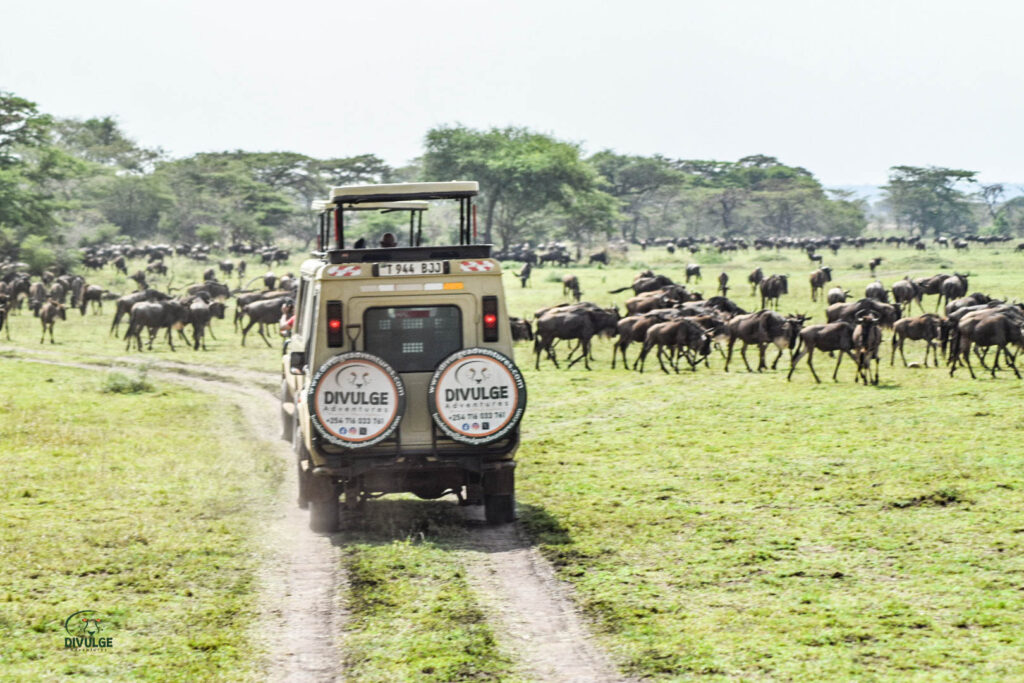 divulge adventures kenya and tanzania safari