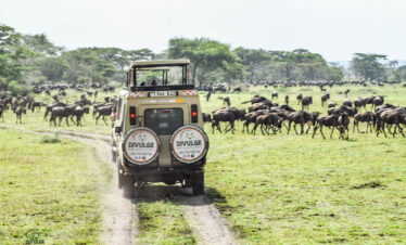 divulge adventures kenya and tanzania safari