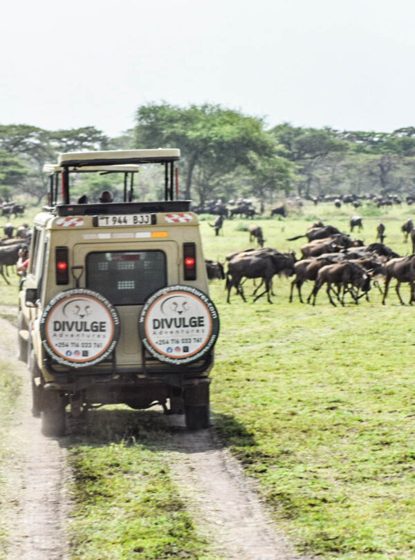 divulge adventures kenya and tanzania safari