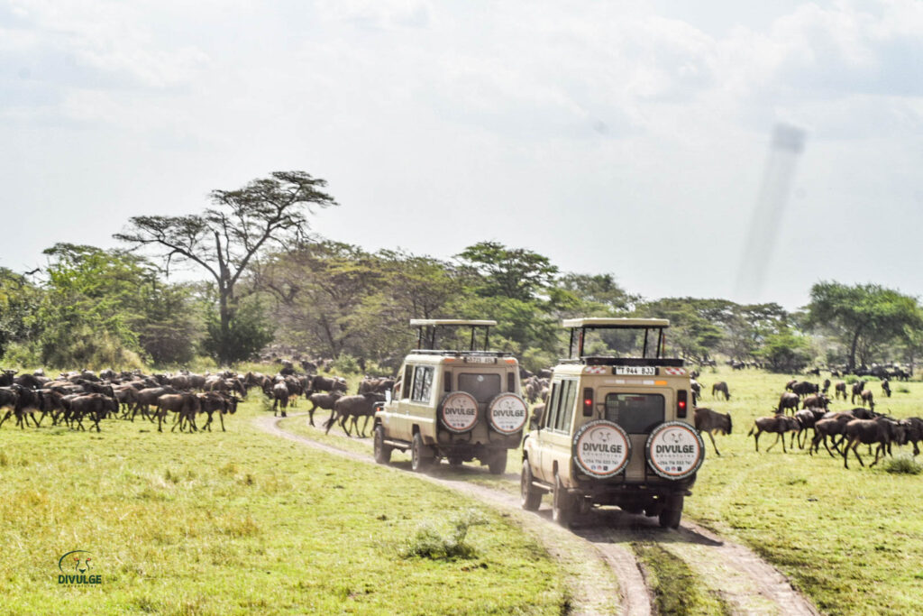 divulge adventures kenya wildebeest migration safari