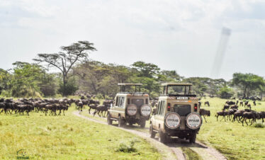divulge adventures kenya wildebeest migration safari
