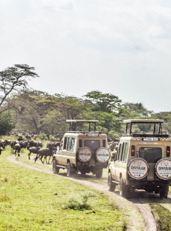 divulge adventures kenya wildebeest migration safari