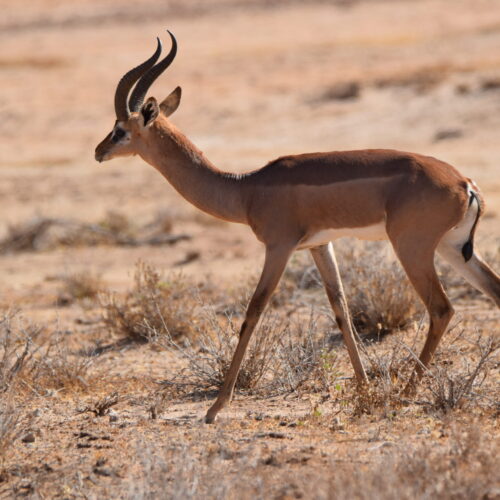 Gerenuk antelope in Amboseli National Park, Kenya