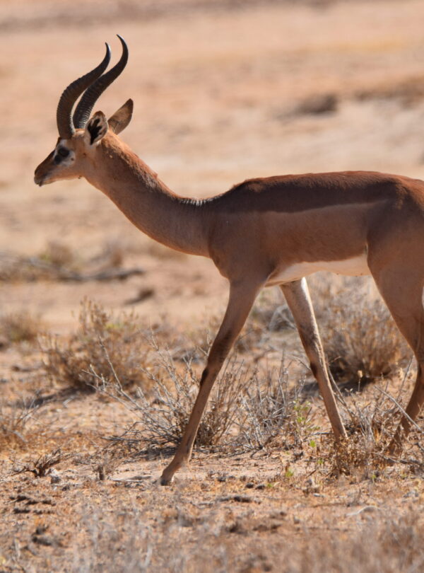 Gerenuk antelope in Amboseli National Park, Kenya
