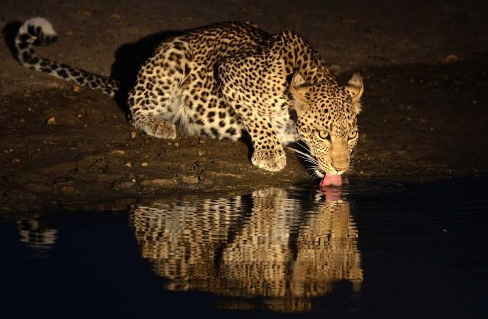 leopard-night-game-drive-solio-game-reserve