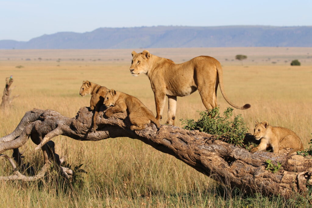 Tanzania Safari, tree cllimbing lions