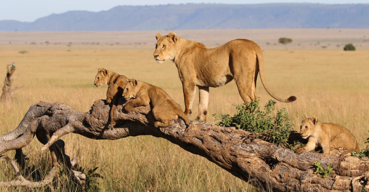 Tarangire National Park