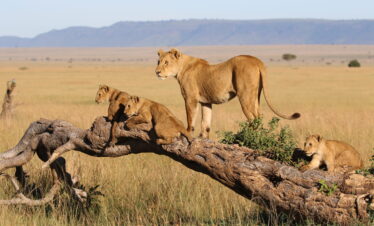 Tarangire National Park