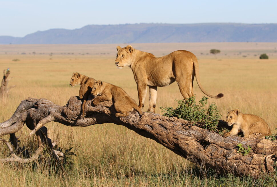 Tarangire National Park