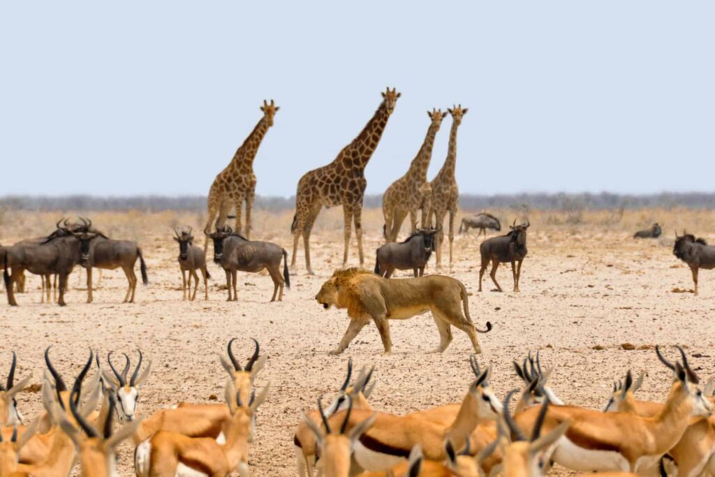 namibian Desert Dash Tours