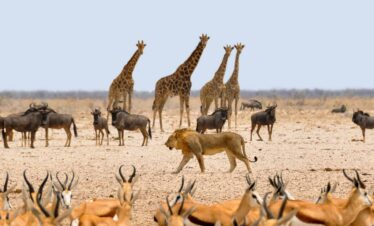 namibian Desert Dash Tours