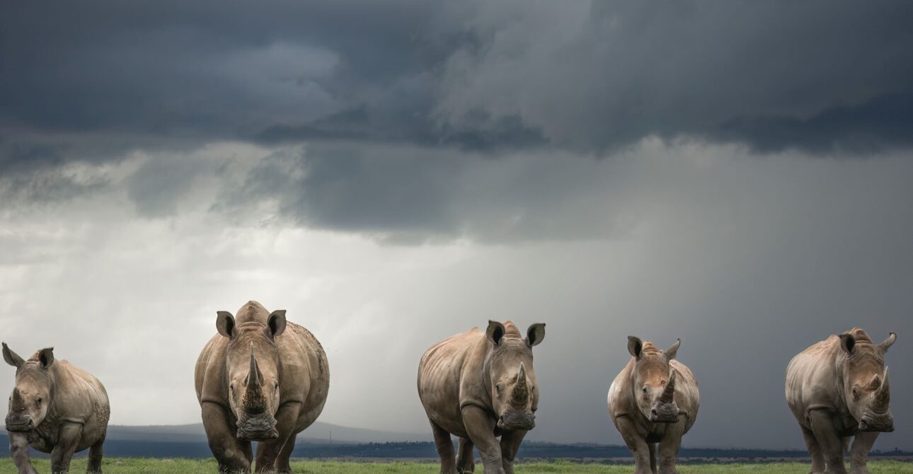 Solio Game Reserve: A Luxurious Experience in Kenya Safari