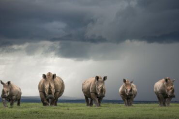 divulge adventures solio game reserve