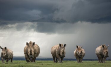 divulge adventures solio game reserve