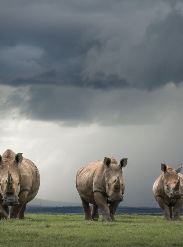 divulge adventures solio game reserve