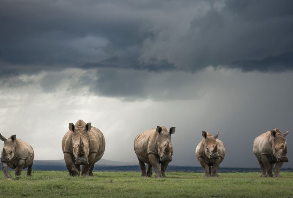 divulge adventures solio game reserve