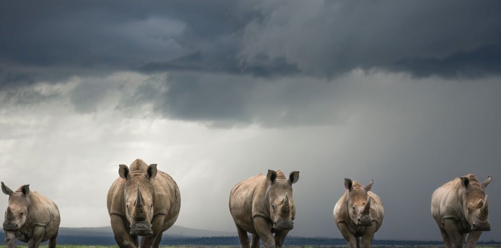 divulge adventures solio game reserve