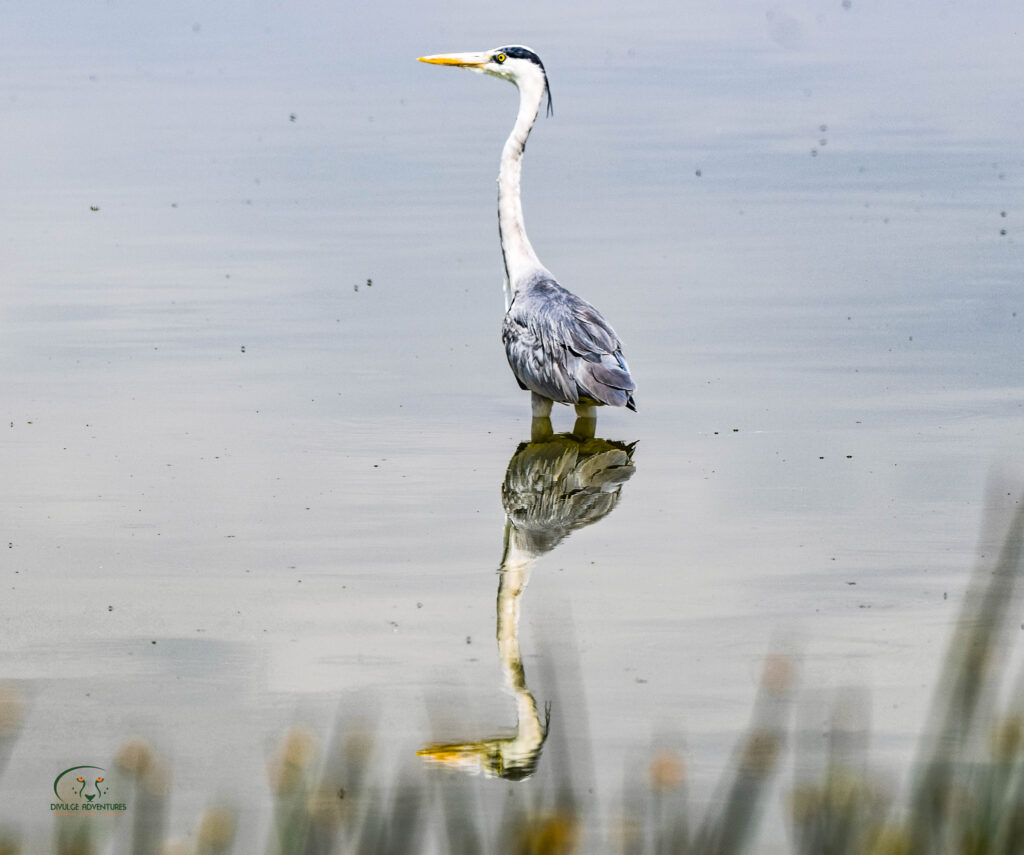divulge adventures Kenya birding safari