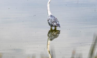 divulge adventures Kenya birding safari