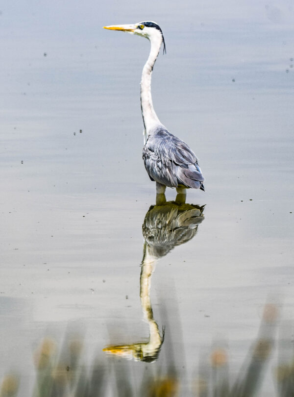 divulge adventures Kenya birding safari