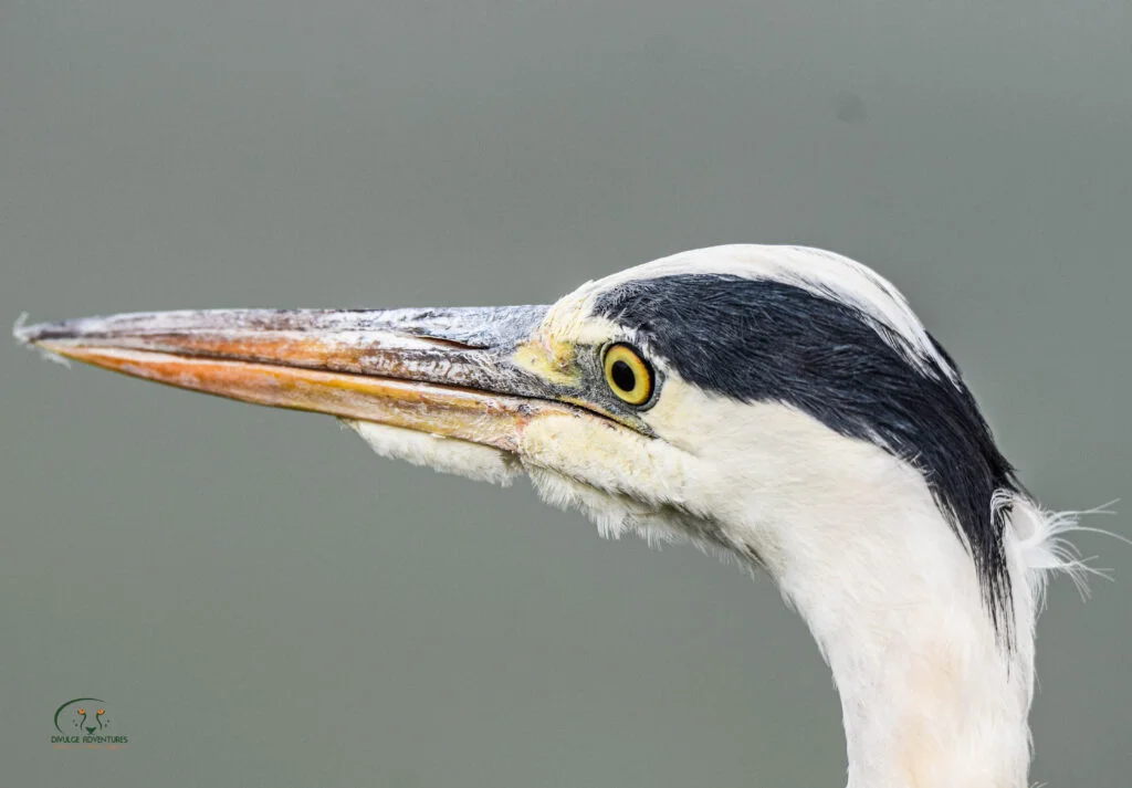 divulge adventures Kenya birding safari