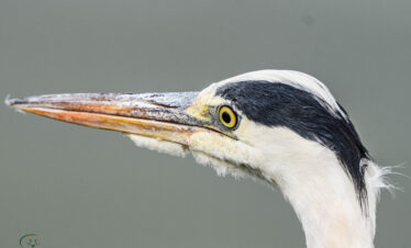 divulge adventures Kenya birding safari
