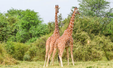 Reticulated giraffe, one of the Special Five, in Samburu Game Reserve