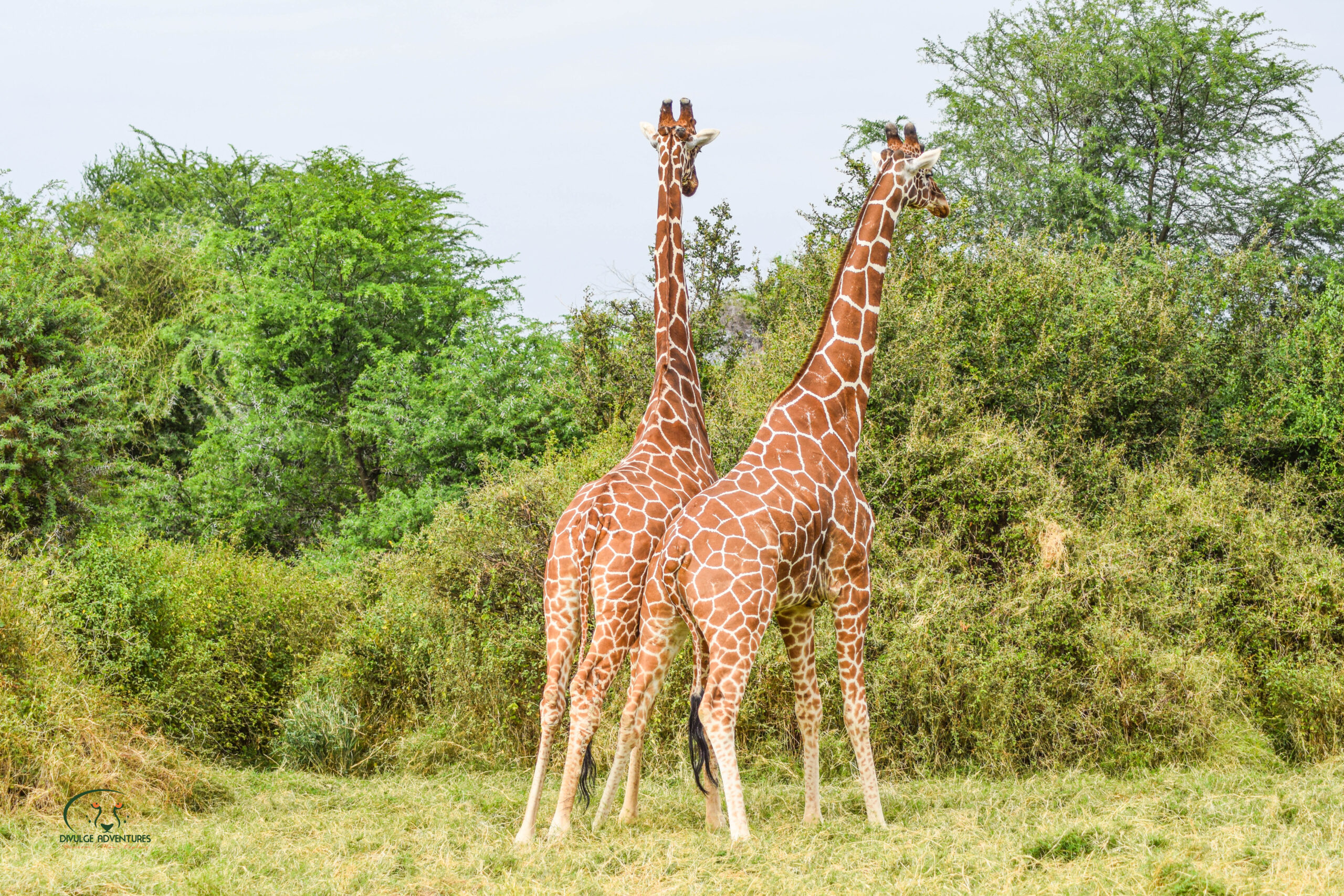 Reticulated giraffe in Samburu Game Reserve, northern Kenya