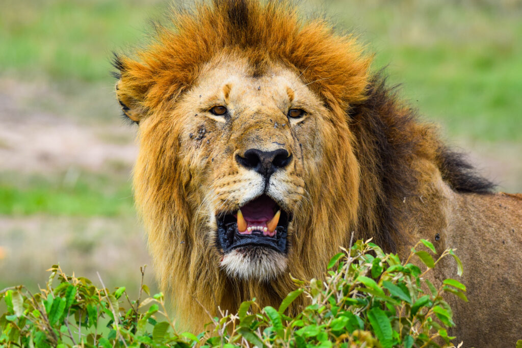 The Big five