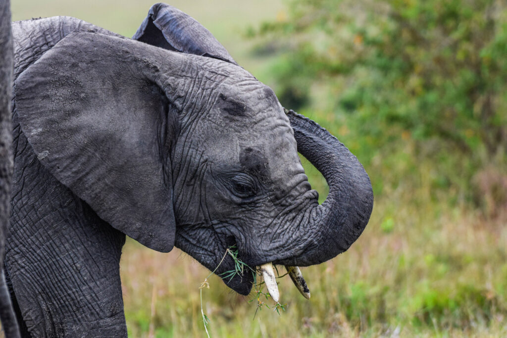 divulge_adventures_tanzania safari-98