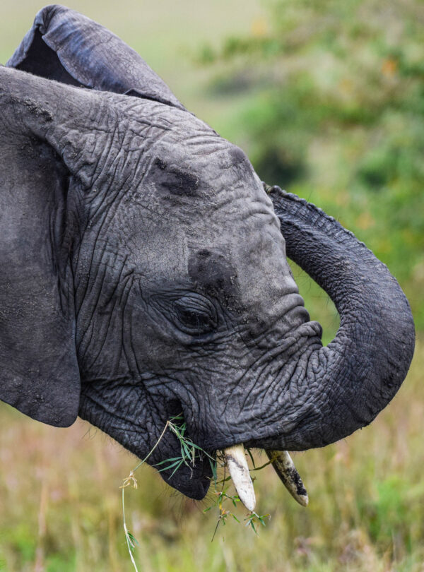 divulge_adventures_tanzania safari-98