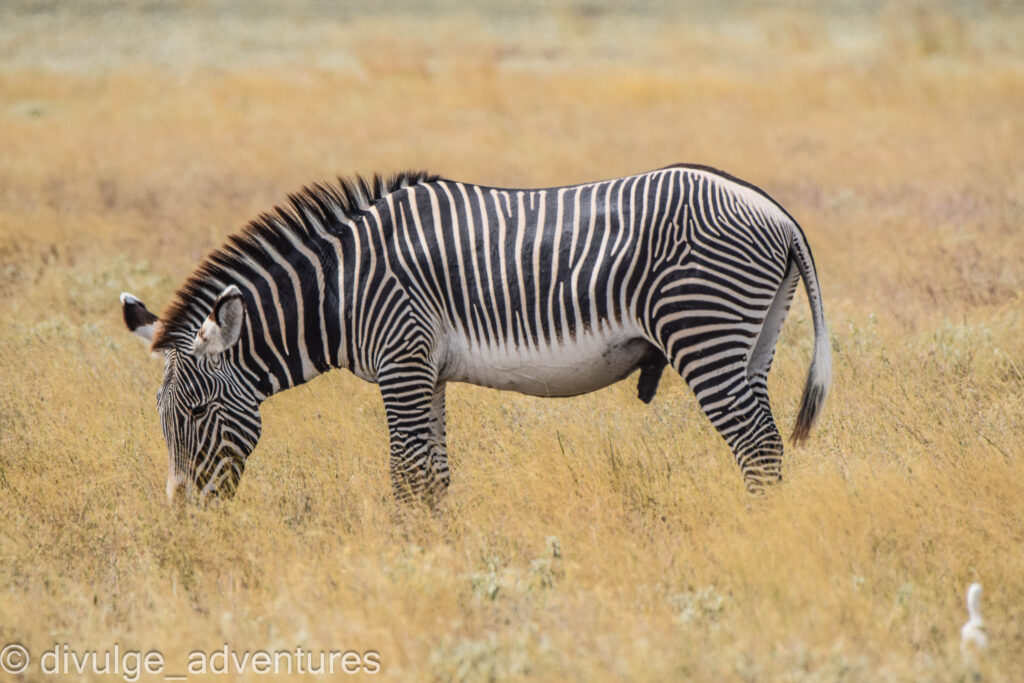 Gravy Zebra Samburu Game Reserve
