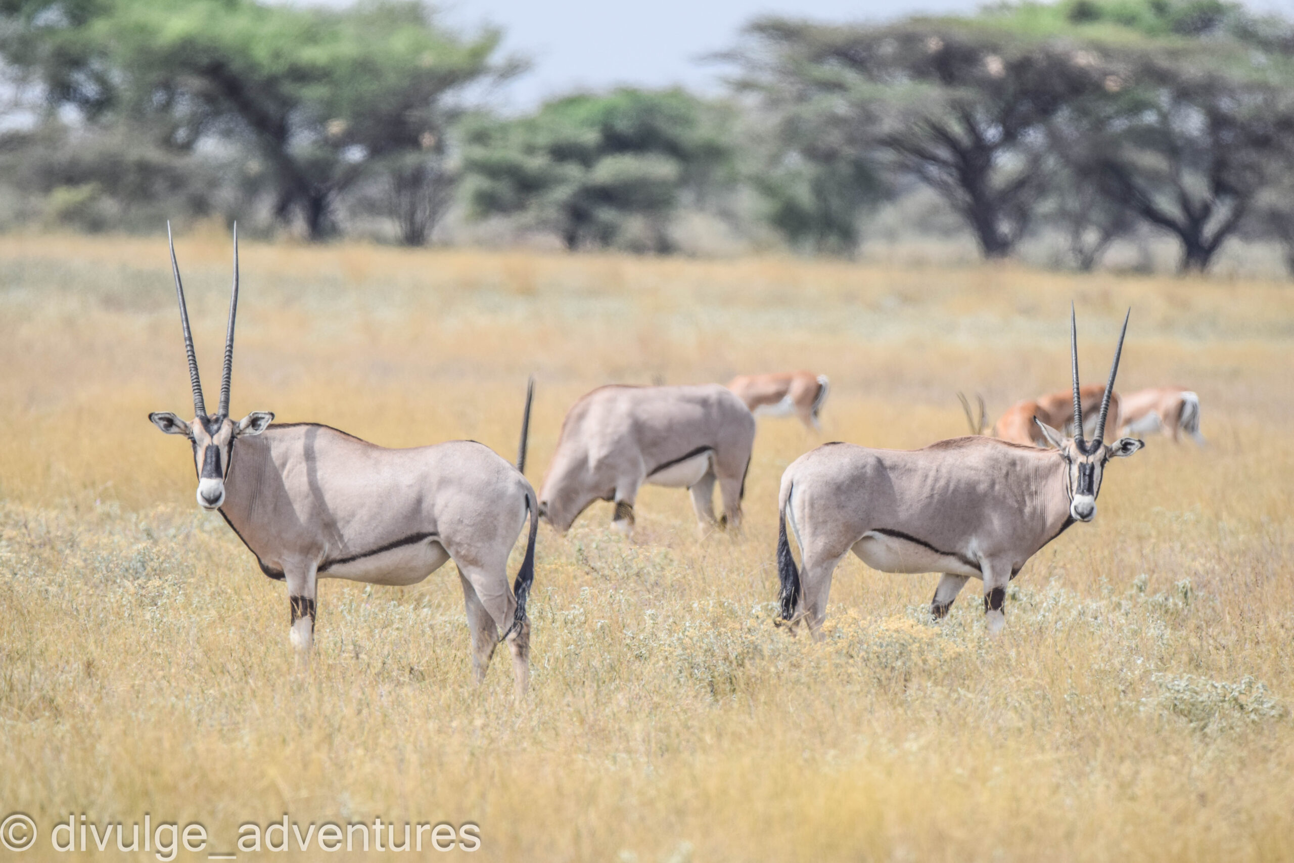 Beisa oryx in Samburu Game Reserve, Kenya