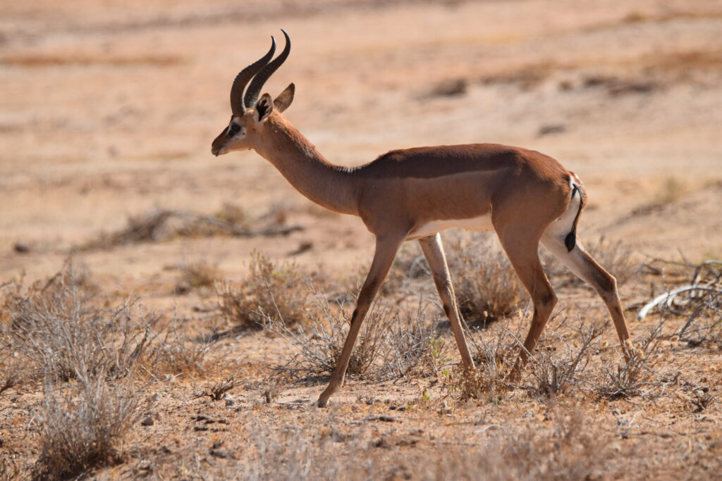 Gerenuk Antelope amboseli national aprk