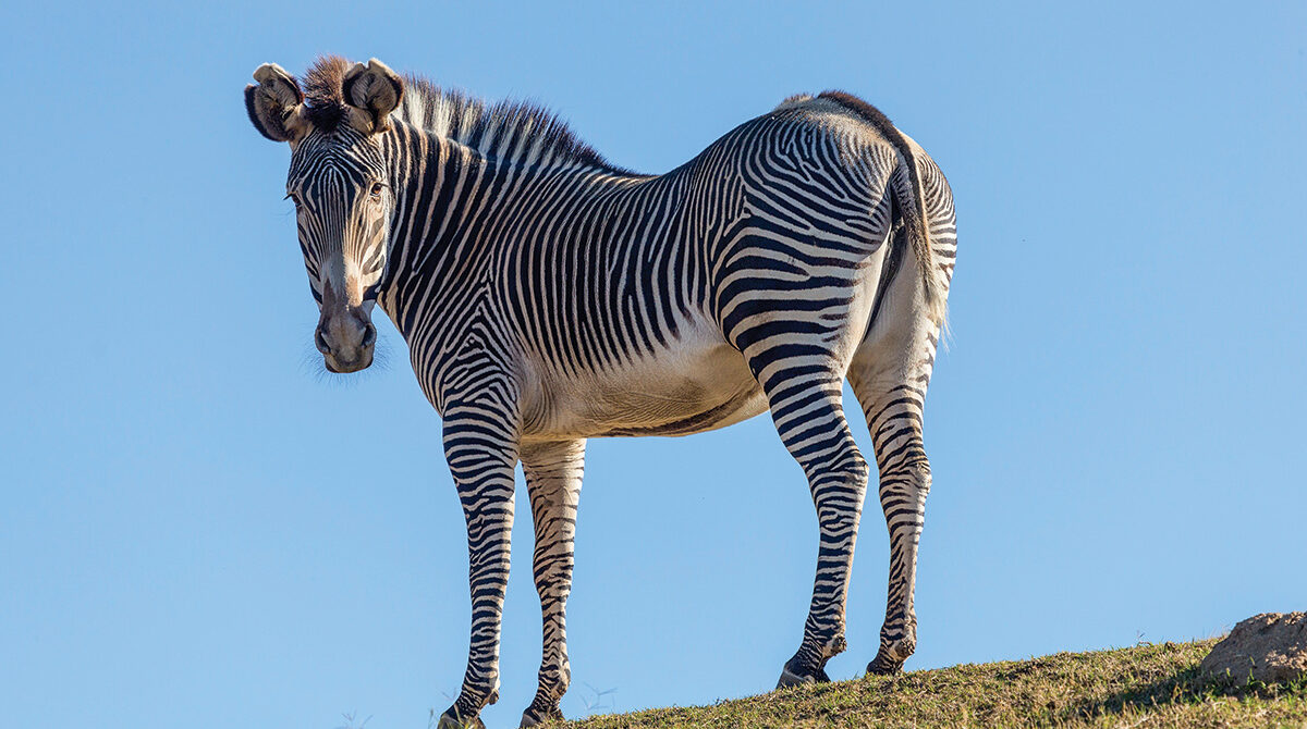 Samburu Game Reserve: Discover Kenya’s Magical North