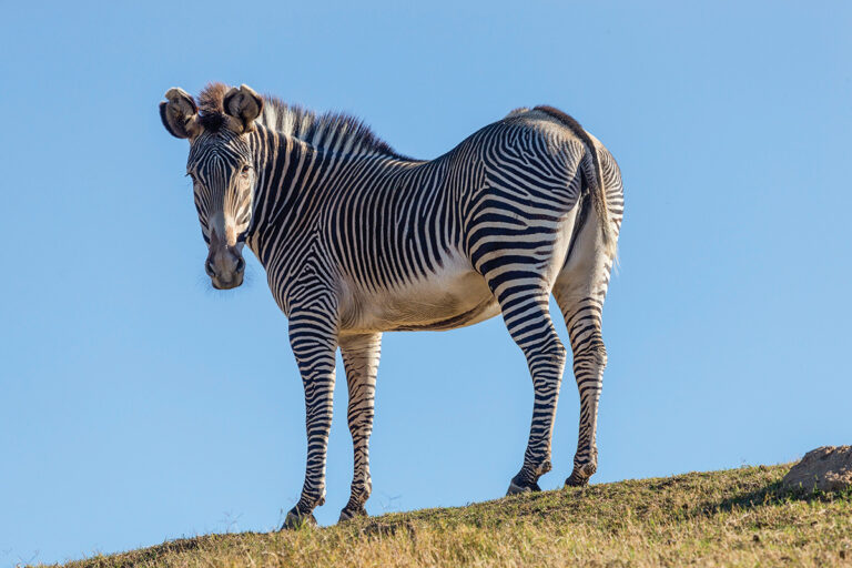 Samburu or the Masai Mara? Pick by the Animals, the Season and the Crowds