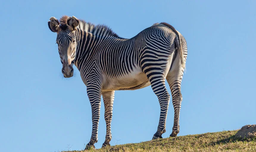 Samburu Game Reserve: Discover Kenya’s Magical North