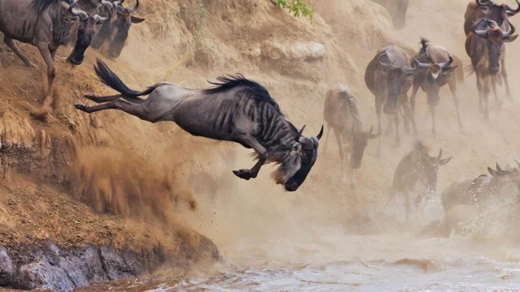 Mara-Wildebeest-Migration