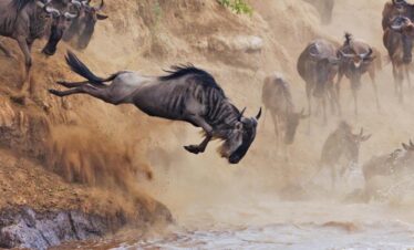 Kenya and Tanzania B2B Agent Rates