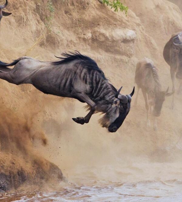 Mara-Wildebeest-Migration