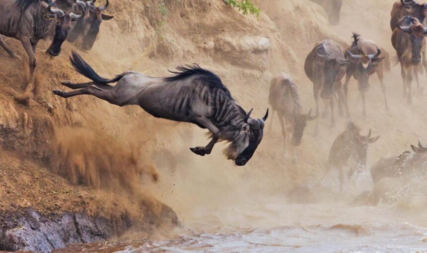 Mara-Wildebeest-Migration