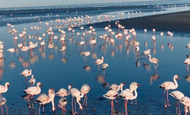Magical Namibia Safari