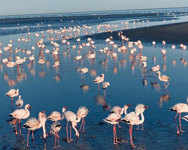 Namibia safari walvis bay flamingos