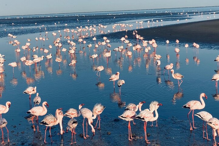 Namibia safari walvis bay flamingos